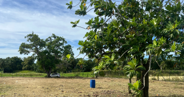 À louer - terrain 1986m2 divisible - perrin - chu guadeloupe - les abymes